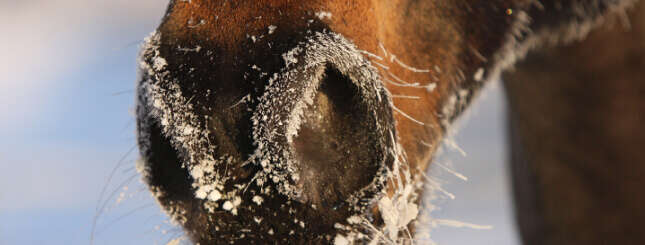 Fit durch die kalte Jahreszeit Immunsystem